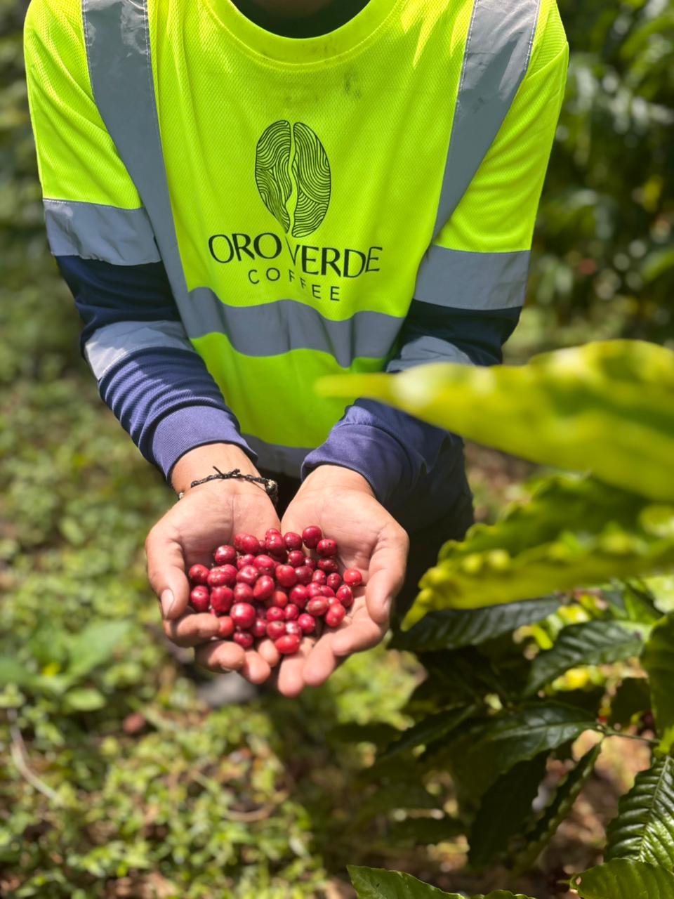 Coffee cherries being handpicked at the farm